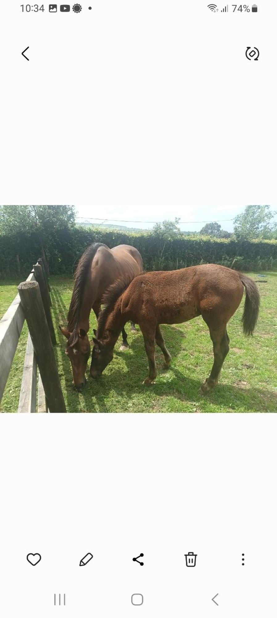 Charming Country Homestead Kilkenny Eksteriør billede