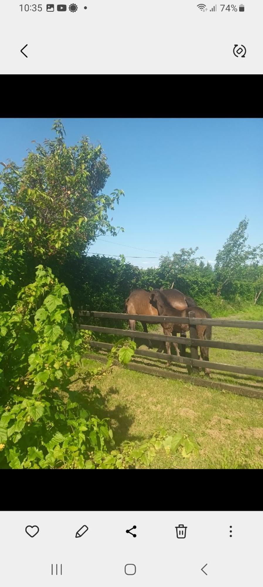 Charming Country Homestead Kilkenny Eksteriør billede